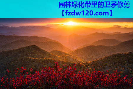 园林绿化带里的卫矛修剪