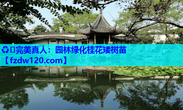 ♻️完美真人：园林绿化桂花矮树苗