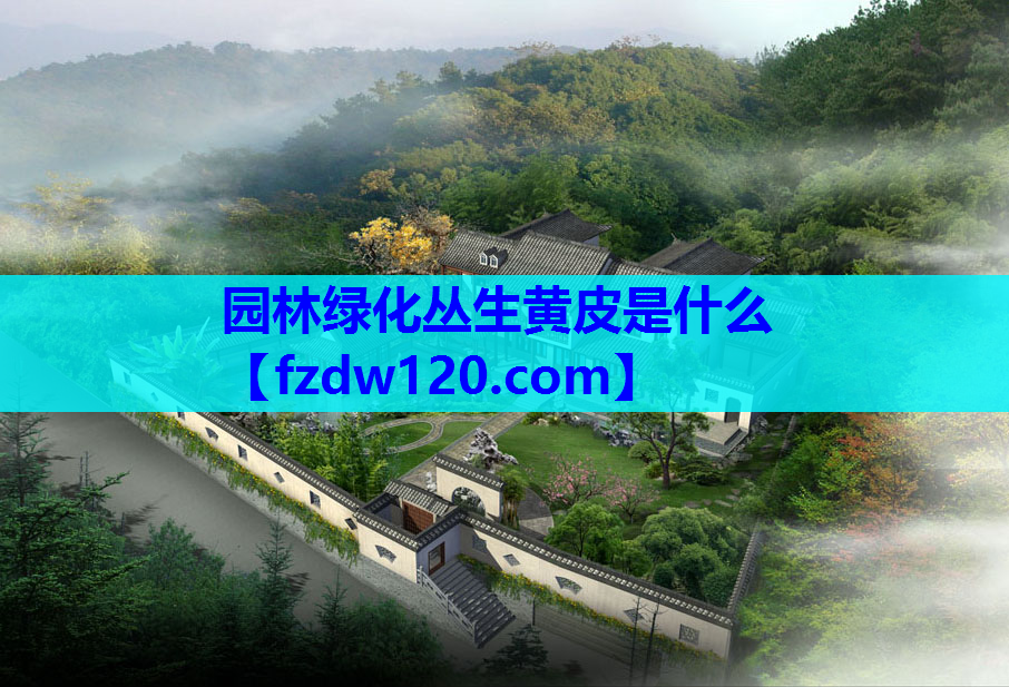 园林绿化丛生黄皮是什么