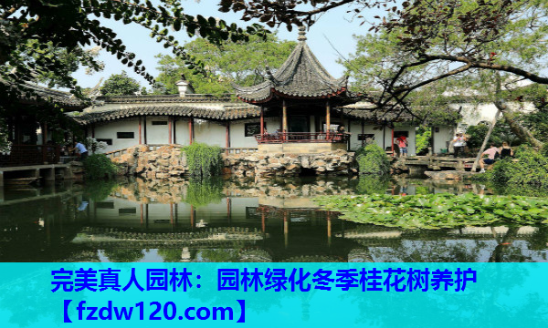 完美真人园林：园林绿化冬季桂花树养护