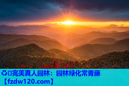 ♻️完美真人园林：园林绿化常青藤