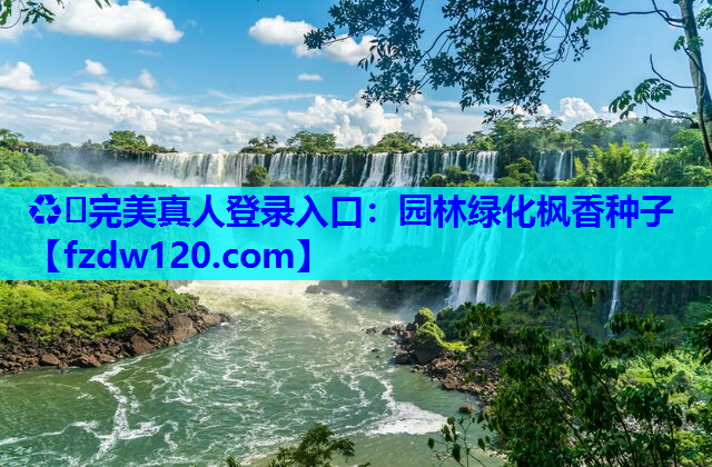 ♻️完美真人登录入口：园林绿化枫香种子