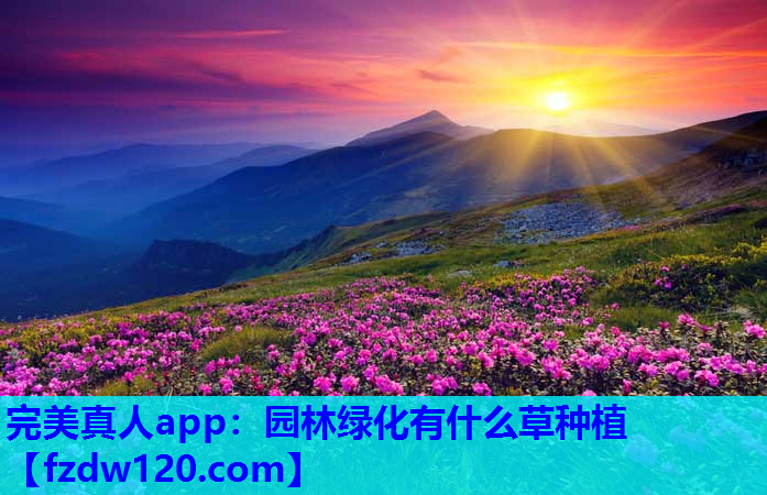完美真人app：园林绿化有什么草种植