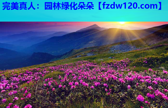 完美真人：园林绿化朵朵