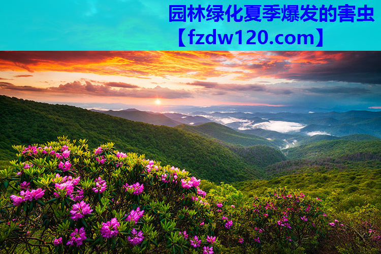 园林绿化夏季爆发的害虫