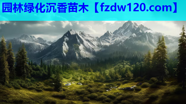 园林绿化沉香苗木