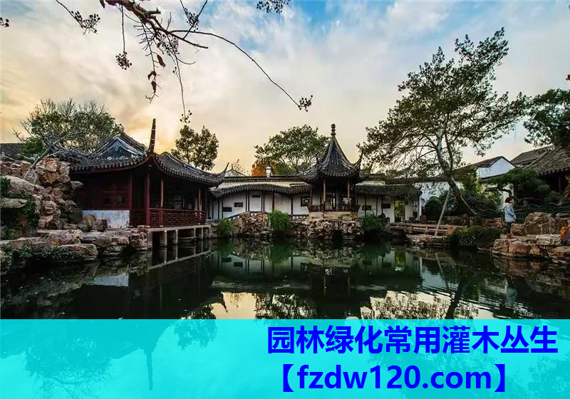 园林绿化常用灌木丛生