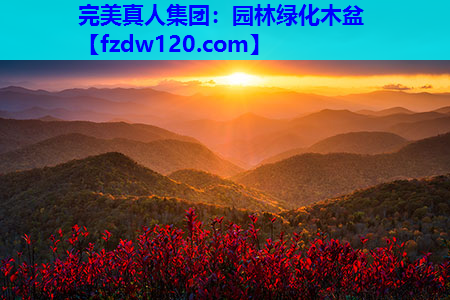 完美真人集团：园林绿化木盆