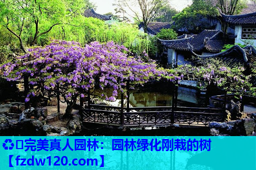 ♻️完美真人园林：园林绿化刚栽的树