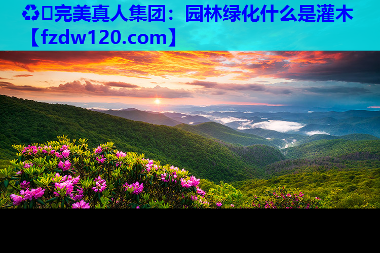 ♻️完美真人集团：园林绿化什么是灌木