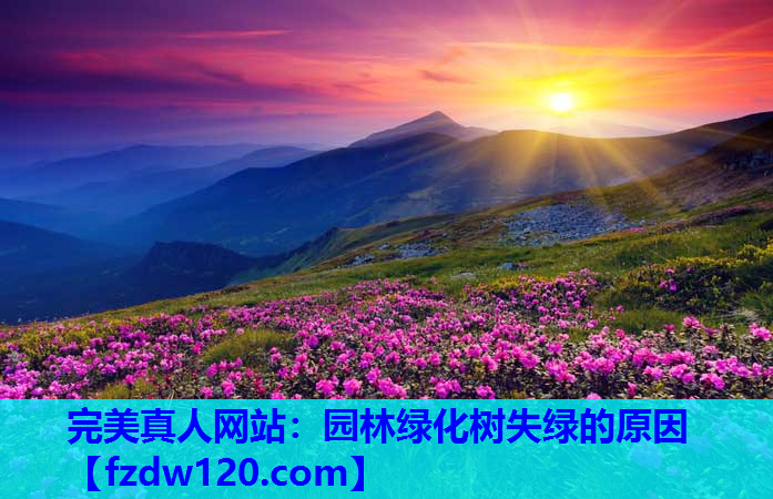 完美真人网站：园林绿化树失绿的原因