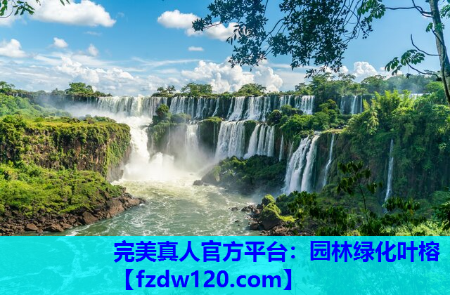 完美真人官方平台：园林绿化叶榕
