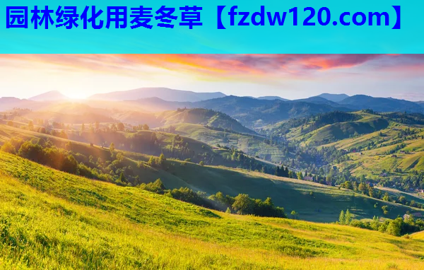 园林绿化用麦冬草