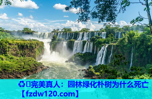 ♻️完美真人：园林绿化朴树为什么死亡