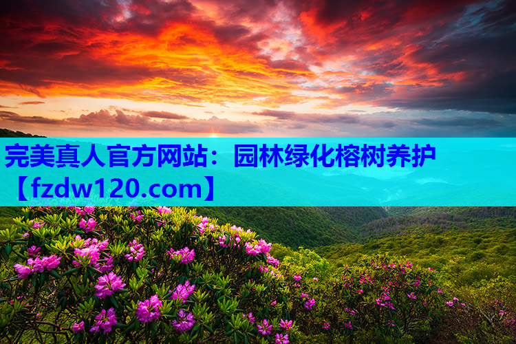 完美真人官方网站：园林绿化榕树养护