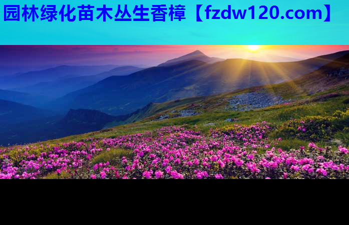 园林绿化苗木丛生香樟