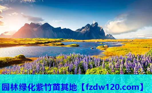 园林绿化紫竹苗其地
