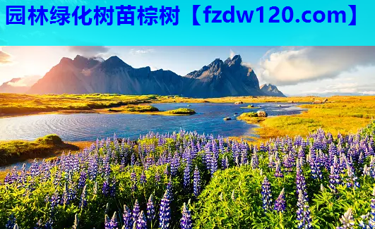 园林绿化树苗棕树
