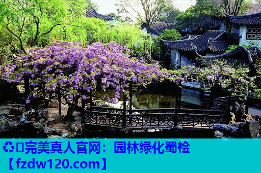 ♻️完美真人官网：园林绿化蜀桧