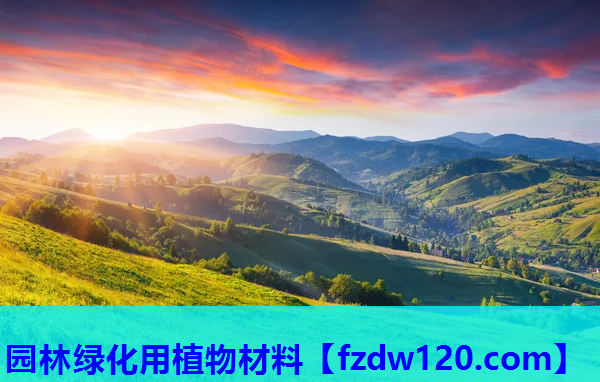 园林绿化用植物材料