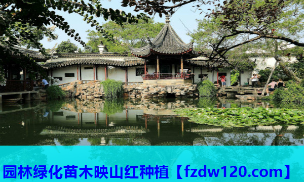 园林绿化苗木映山红种植