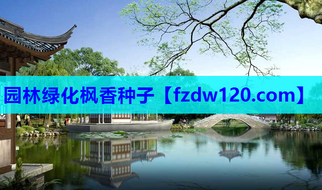 园林绿化枫香种子