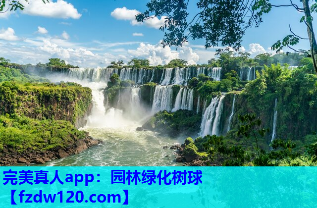 完美真人app：园林绿化树球