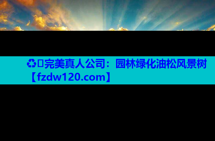 ♻️完美真人公司：园林绿化油松风景树