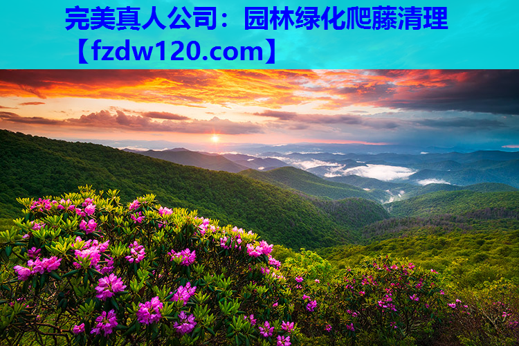 完美真人公司：园林绿化爬藤清理