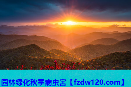 园林绿化秋季病虫害