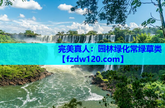 完美真人：园林绿化常绿草类