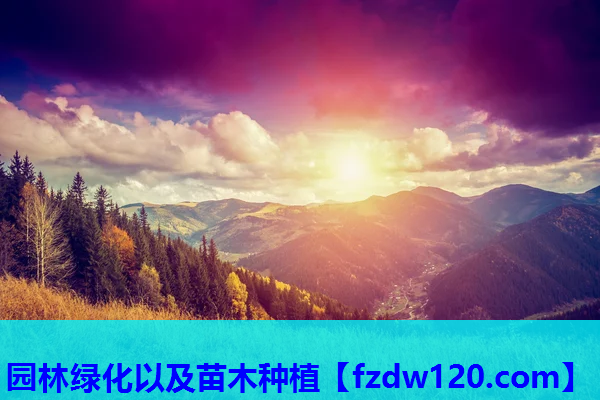 园林绿化以及苗木种植