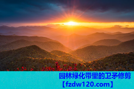 园林绿化带里的卫矛修剪
