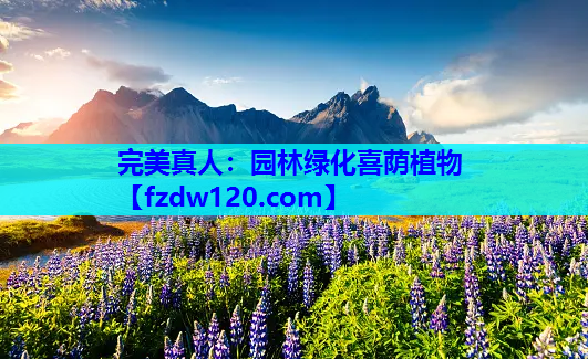 园林绿化喜荫植物
