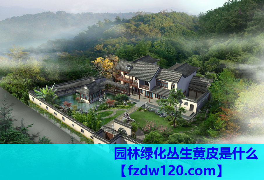 园林绿化丛生黄皮是什么