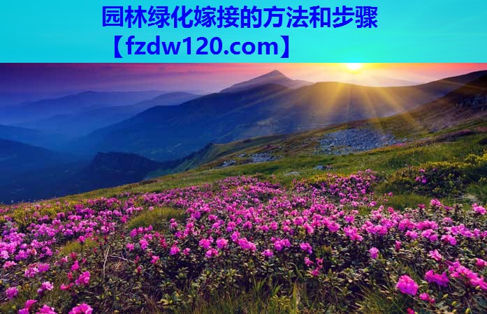 园林绿化嫁接的方法和步骤