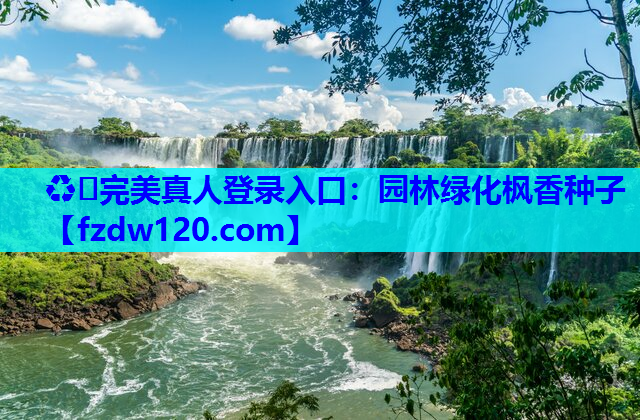 园林绿化枫香种子