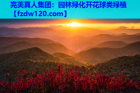 园林绿化开花球类绿植
