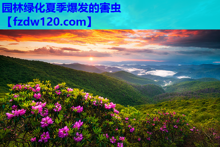 园林绿化夏季爆发的害虫