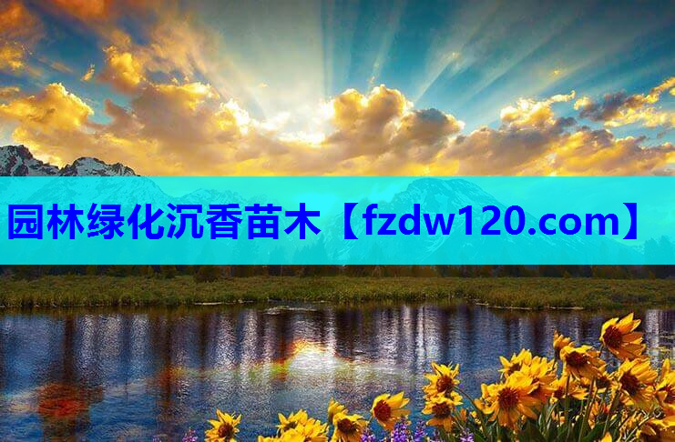 园林绿化沉香苗木