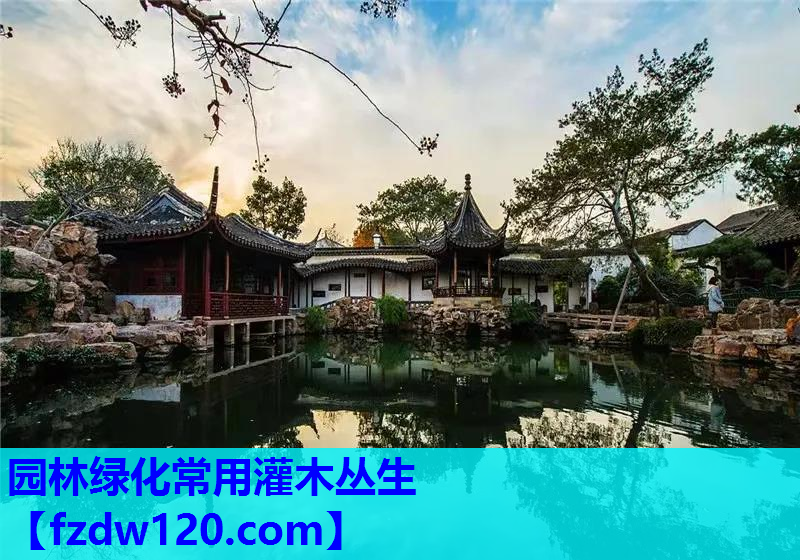 园林绿化常用灌木丛生