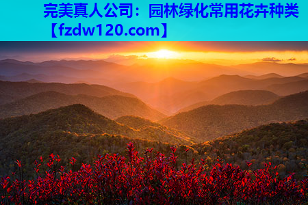 园林绿化常用花卉种类
