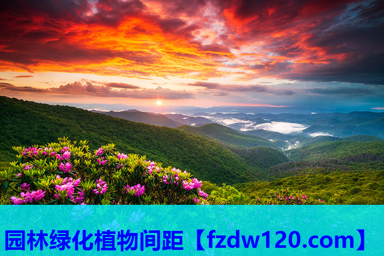 园林绿化植物间距 园林绿化植物间距