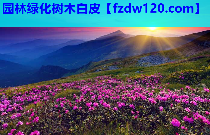 园林绿化树木白皮