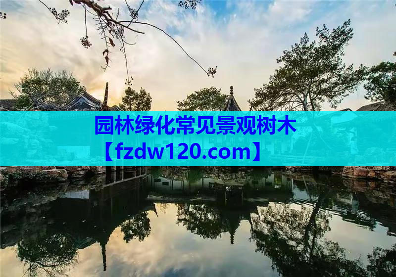 园林绿化常见景观树木