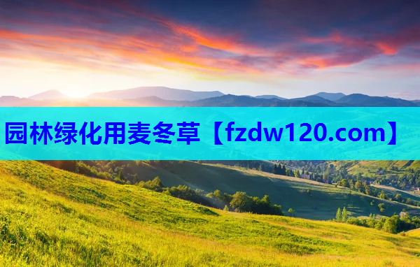 园林绿化用麦冬草