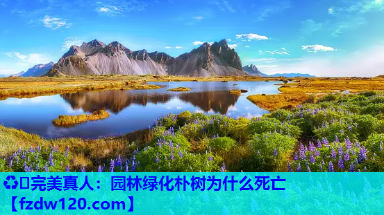园林绿化朴树为什么死亡