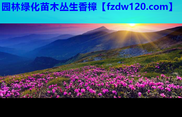 园林绿化苗木丛生香樟