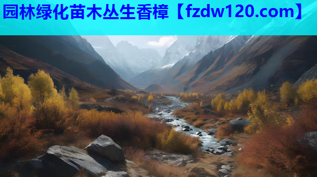 园林绿化苗木丛生香樟