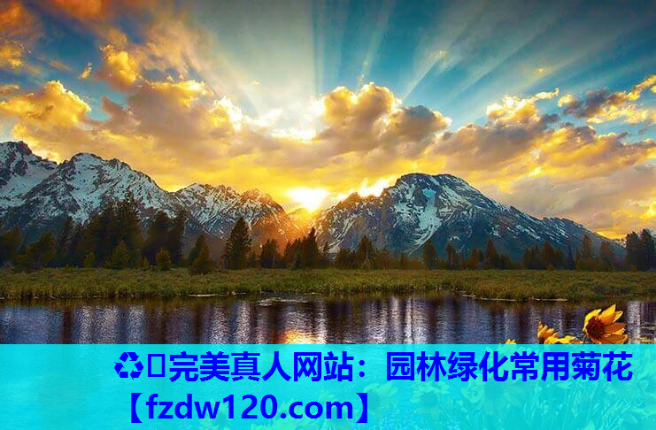 园林绿化常用菊花